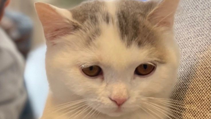 難病FIPの子猫の治療を続けて命を救いたい。