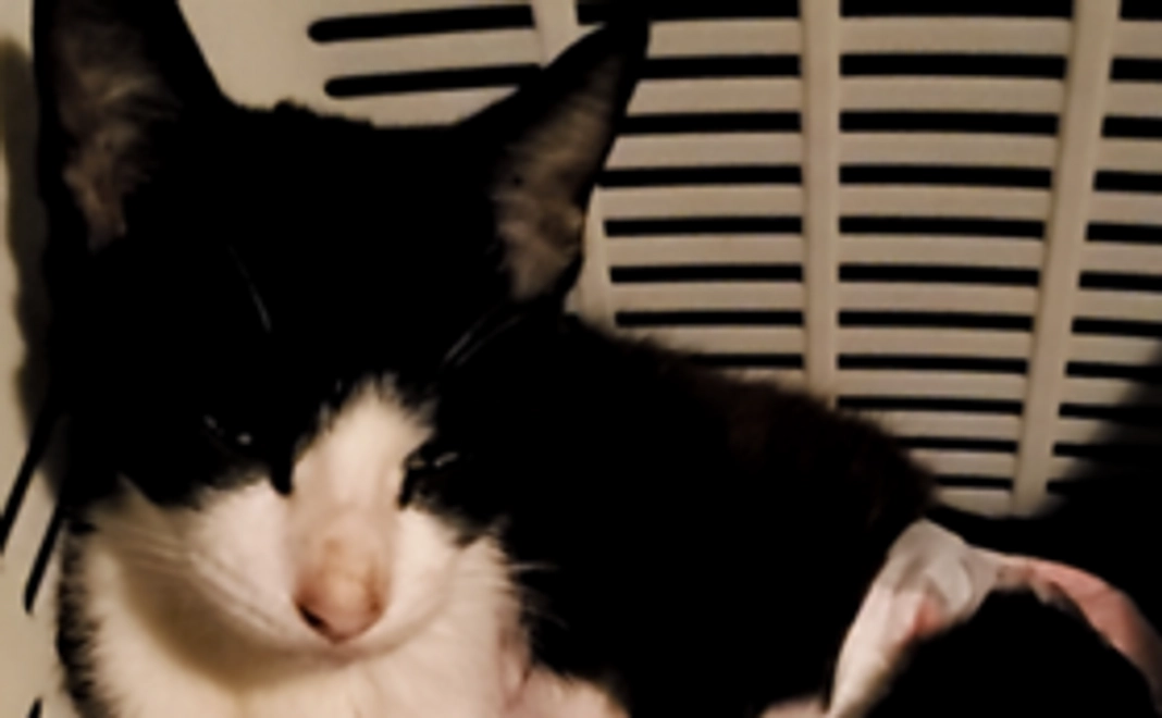 負けるな！サラミちゃんコース