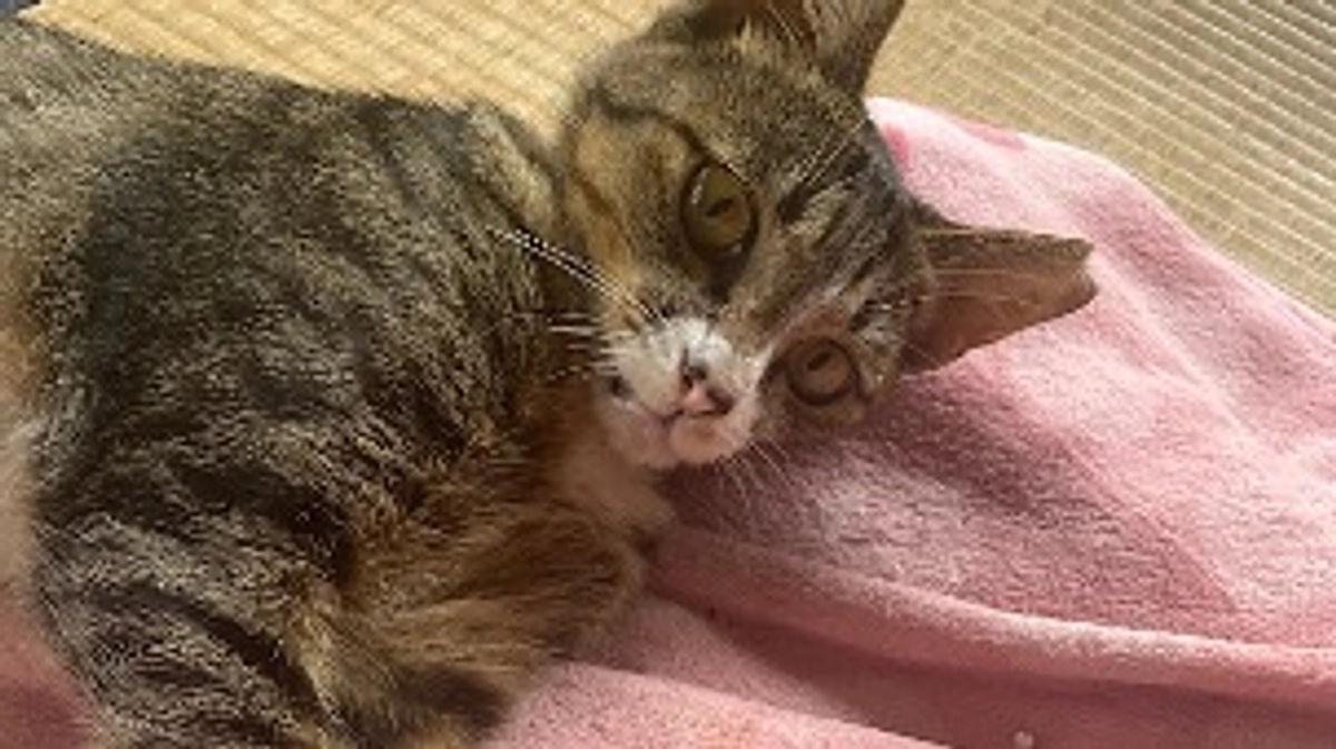 術後のちびちゃん報告