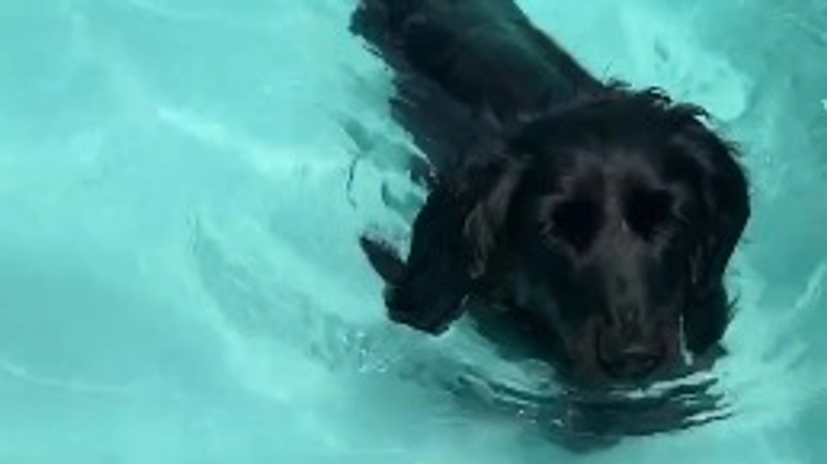 プールリハビリを始めました！