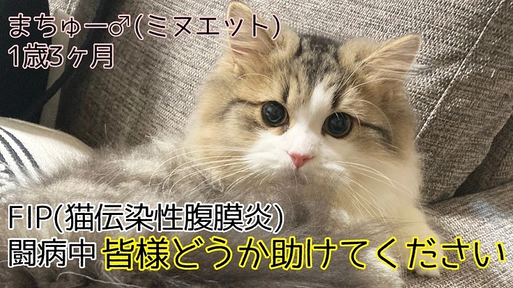 余命1ヶ月と宣告された愛猫のまちゅーを助けてください