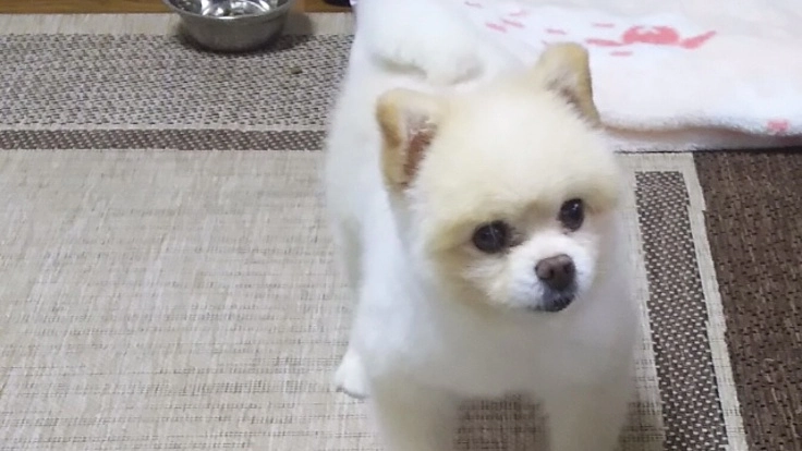 【お願い】余命半年… 心臓病【僧帽弁閉鎖不全症】のろんを救いたい！