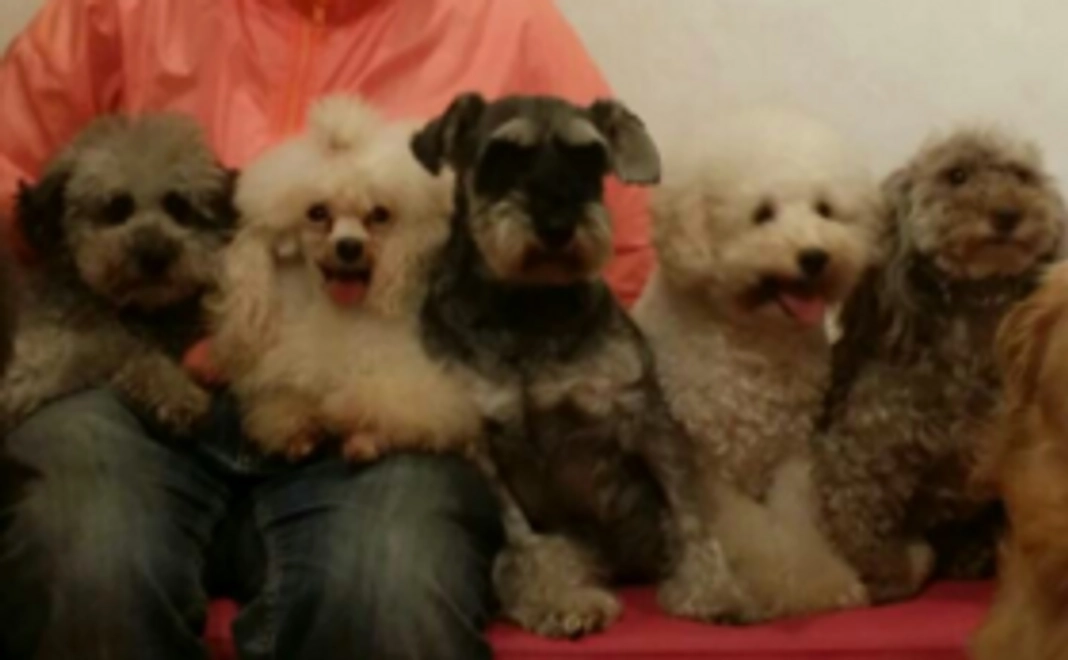 ヨークシャテリアコース