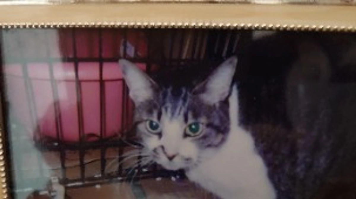 私が活動を初めたきっかけ