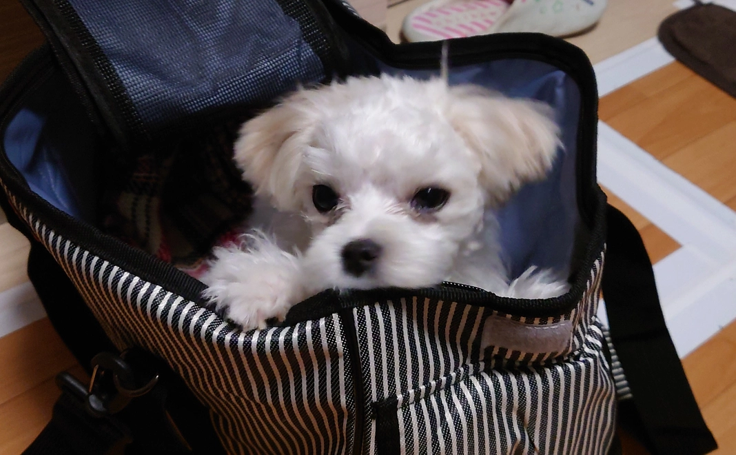 とろろへの支援2