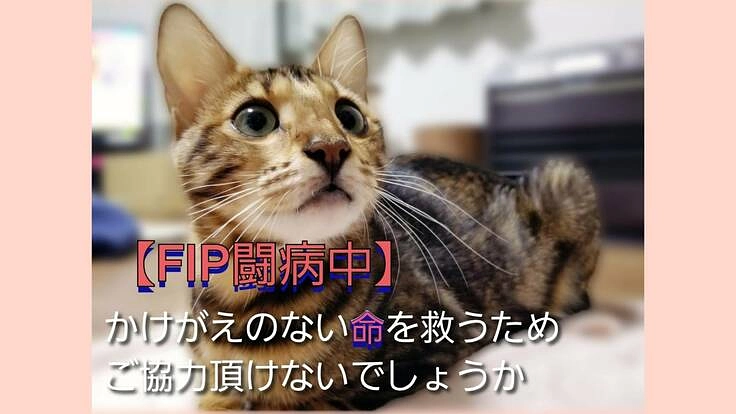 FIPに罹ったルビの治療にどうかご協力をいただけないでしょうか