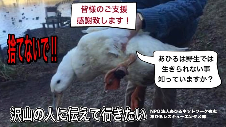 保護あひるの現状を知ってもらうためのミュージカルを再演したい