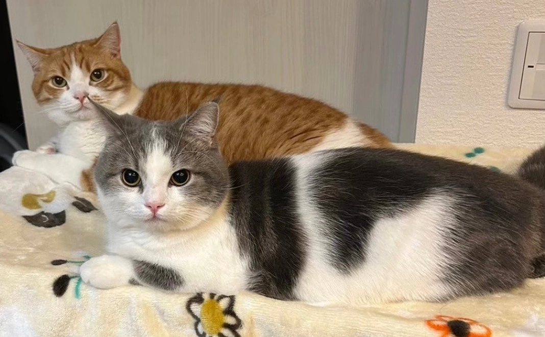 ノエルくん幸せになろうね！