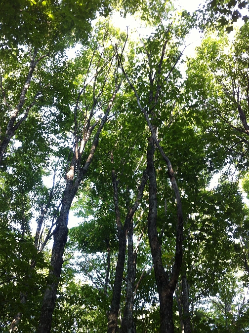 2025年　カエデの樹液を採集する樹の選定がはじまりました！