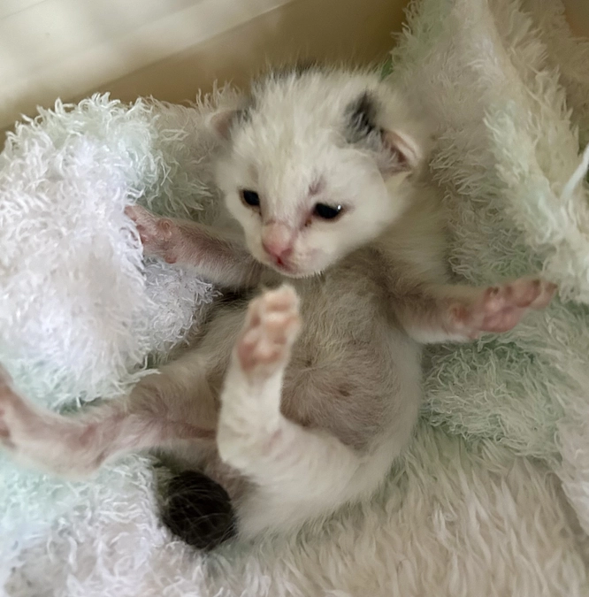 解体現場からの赤ちゃん猫　緊急保護