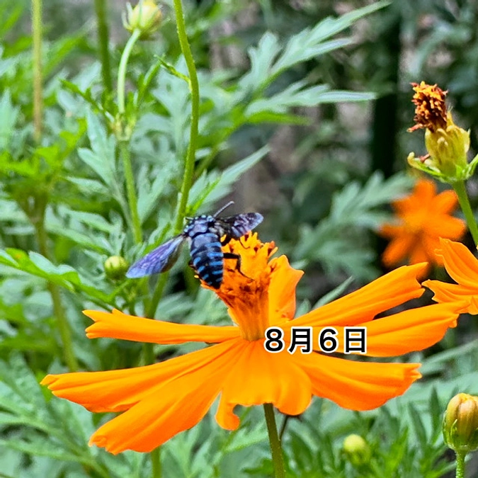 希少なハチ「ルリモンハナバチ」が飛来しました