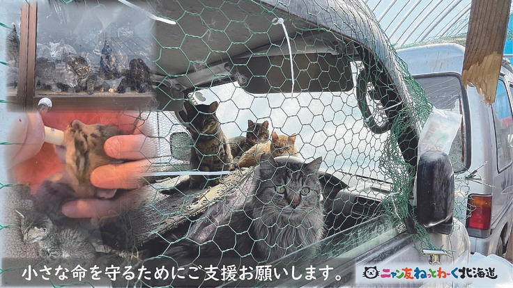 保護活動継続のため、多頭飼育崩壊から保護した猫達の回復にご支援を