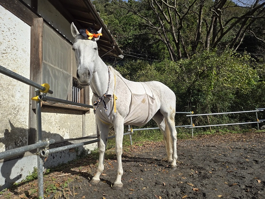 【終了まであと10時間！最終目標達成まであと67万円！】netkeibaさんの記事を読んで。