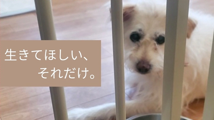 保護犬施設にクーラーを設置したい！