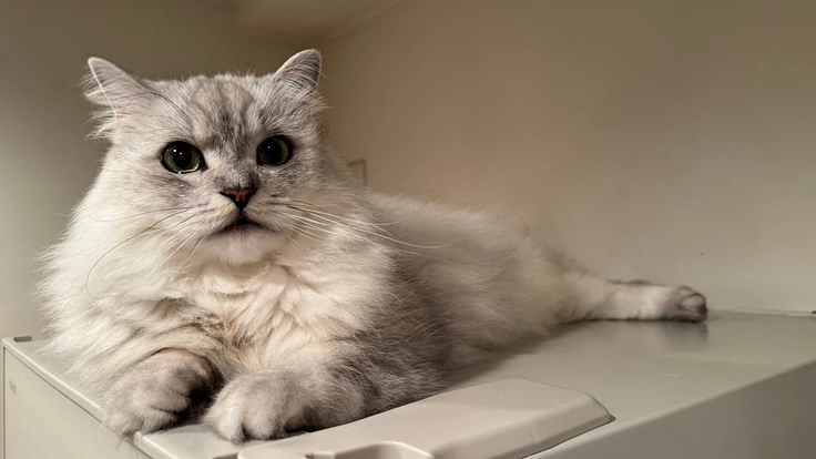 至急『猫の気管内リンパ腫』リエル君の治療費ご支援お願いいたします。