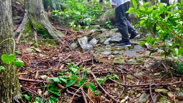 未登録の熊野古道を修復し、世界遺産候補にしたい！