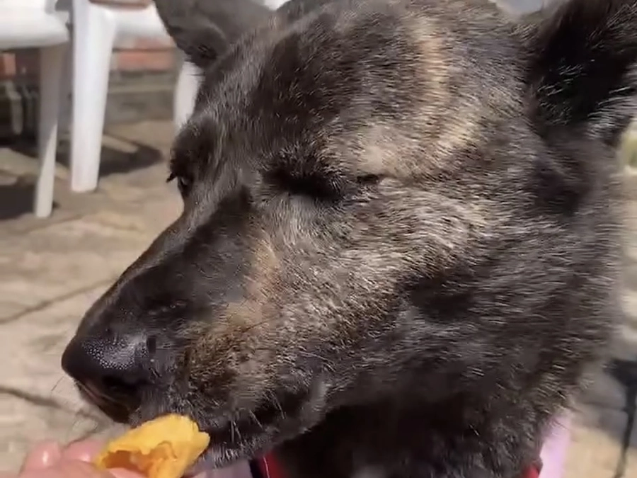 里親さまからのメッセージ　ニコのご家族より