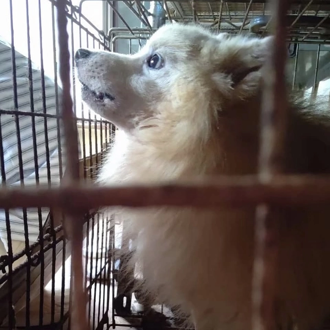 終了まであと3日。野犬をどんな方法で捕獲するのか