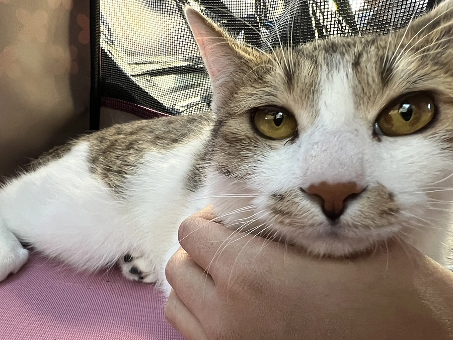 12月4日　通院4回目