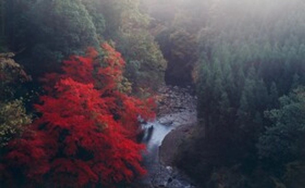 標準コース　感謝のメールをご提供します。