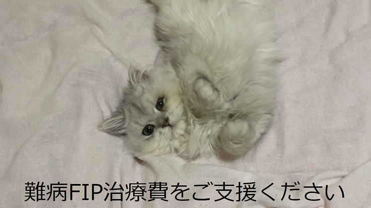 余命無き猫伝染性腹膜炎（FIP)緊急治療へのご支援お願い！