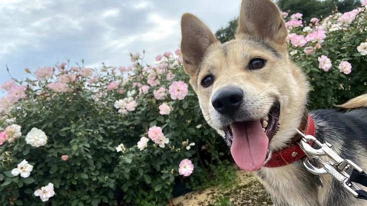 キドックス10年目の挑戦｜地域に開かれた人と動物の福祉施設を新設！
