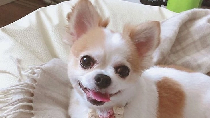 多額の僧帽弁閉鎖不全症手術治療費のご支援、ご協力をお願いします。