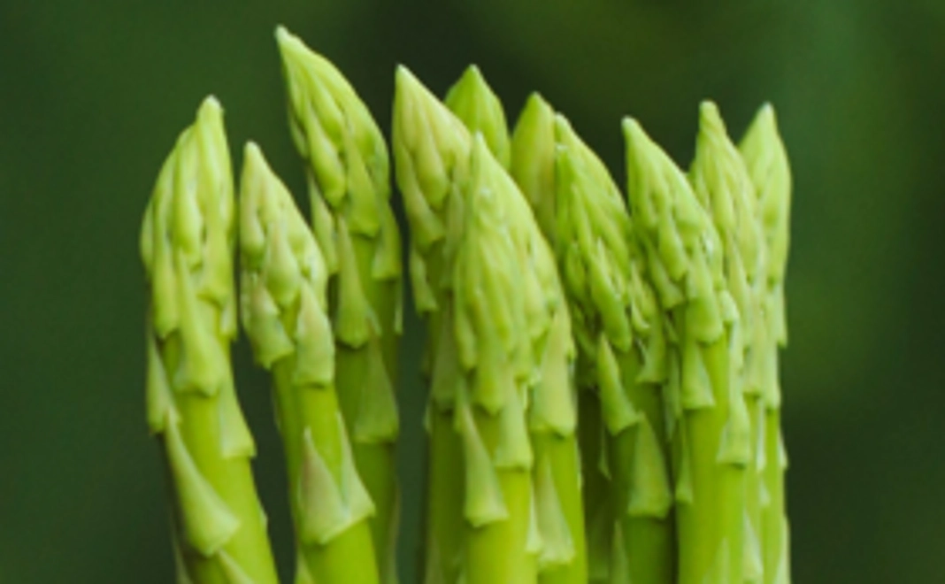 来期アスパラをフライングゲット!!『Lサイズ 1kg』