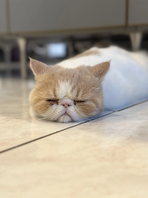 わさびの応援隊✨