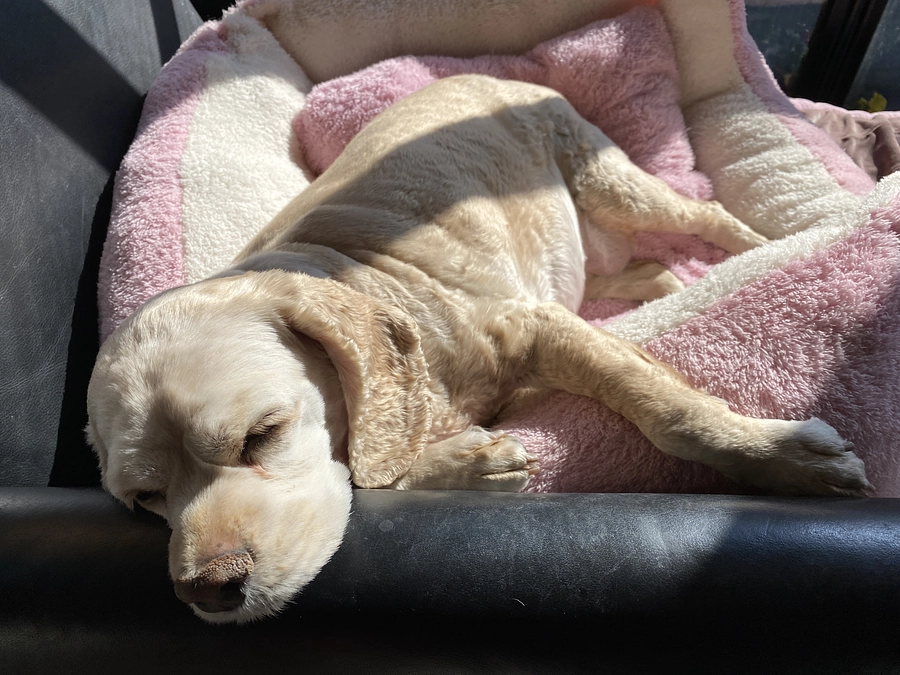 あと23日応援お願い致します！