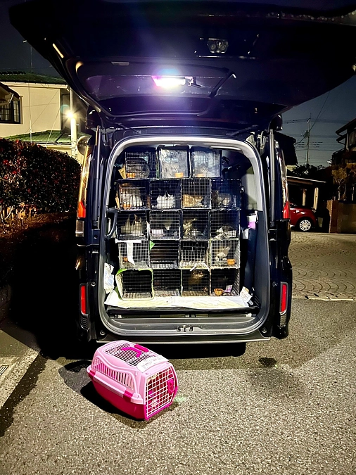 ２月１０日、大型のTNRのお手伝いに入りました。