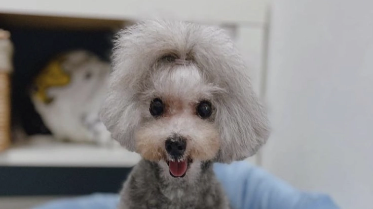 １匹でも多くの老犬を家族にしたい