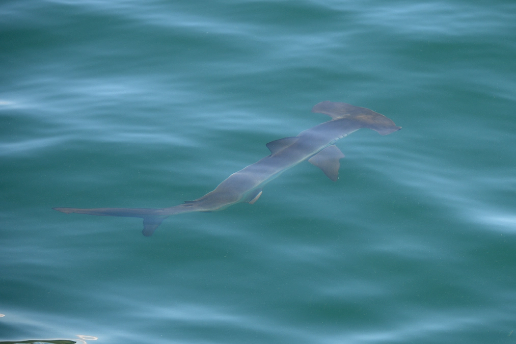 夏の大阪湾目視調査に行ってきました。