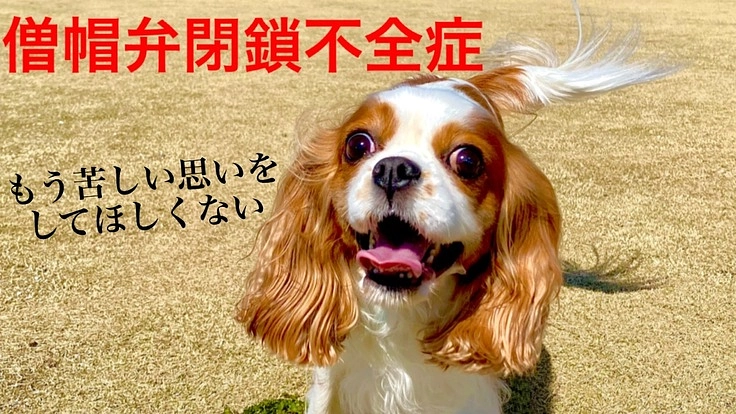 余命数ヶ月の7歳レディを助けたい！　心臓病【僧帽弁閉鎖不全症】