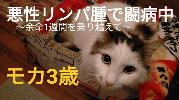 【悪性リンパ腫】と闘う3歳のモカを助けてください！