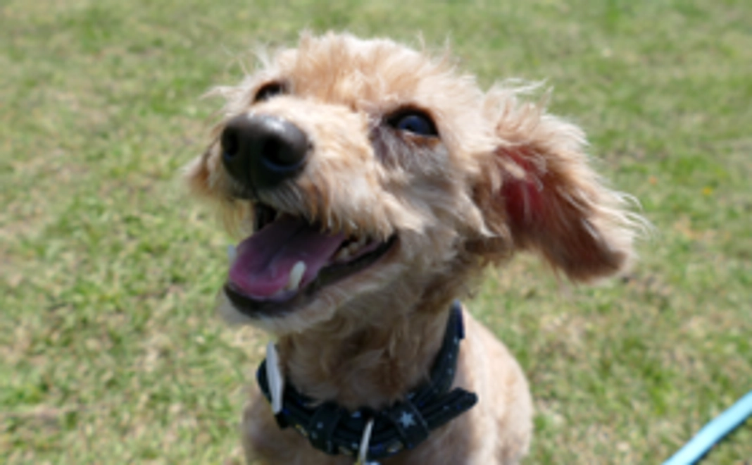 【家族とつなぐドッグランを応援】1万円