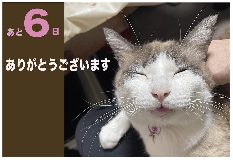 残り6日となりました