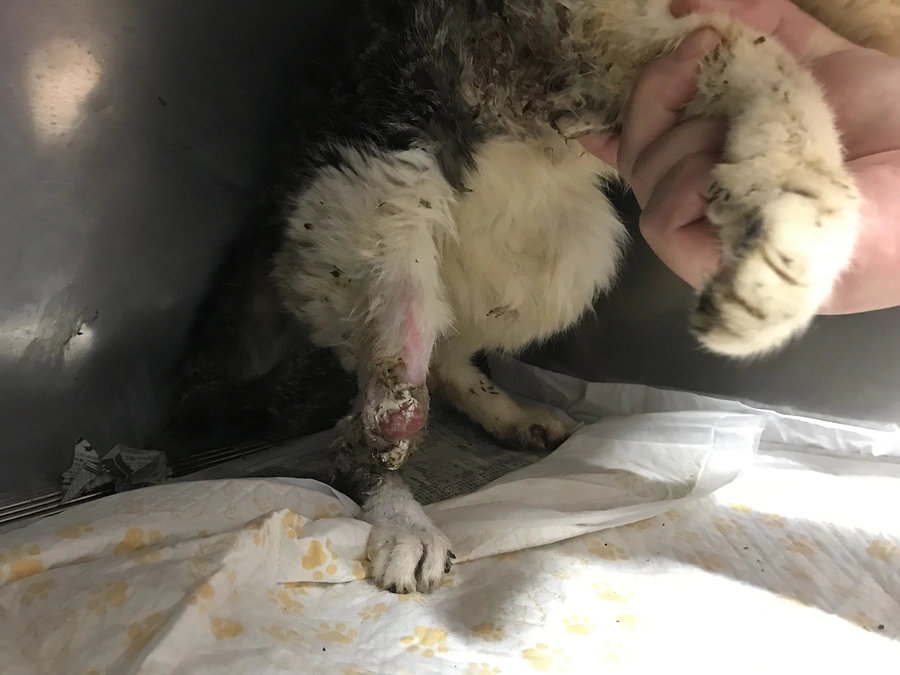 手術から10か月後、６月１５日の入院中のチビ