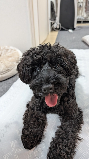 門脈シャント2回目の手術