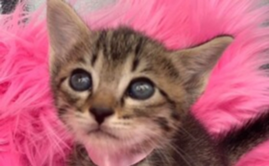 シャディ保護猫ハウスを全力で応援！