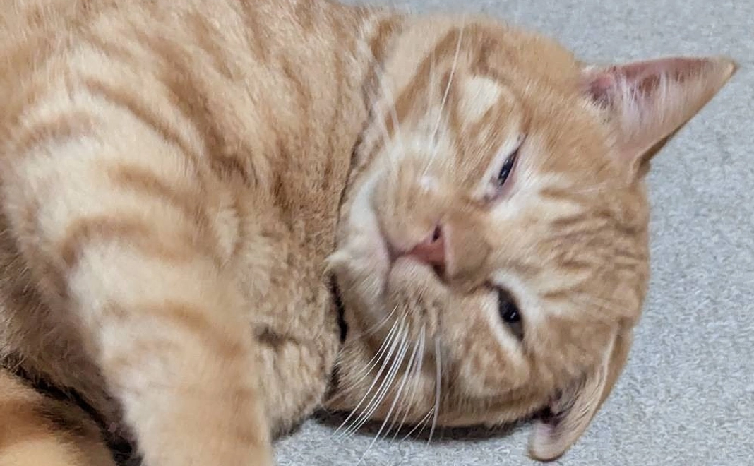 感謝のメール＋全館貸し切り利用券（寝室５部屋、寝具10人分）