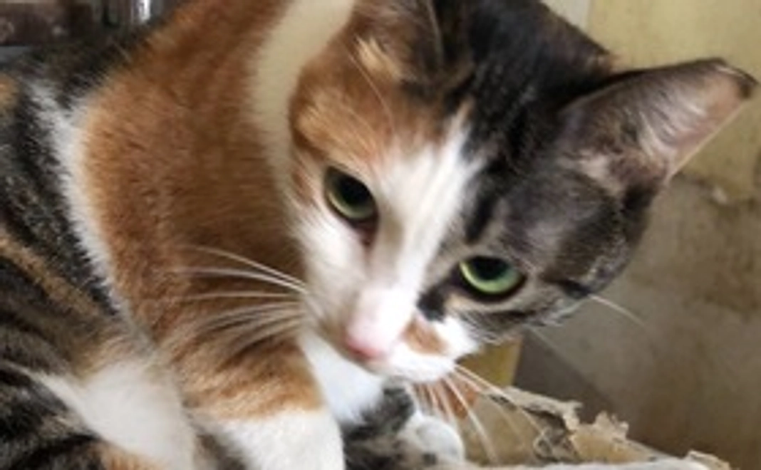 感謝のメール致します！