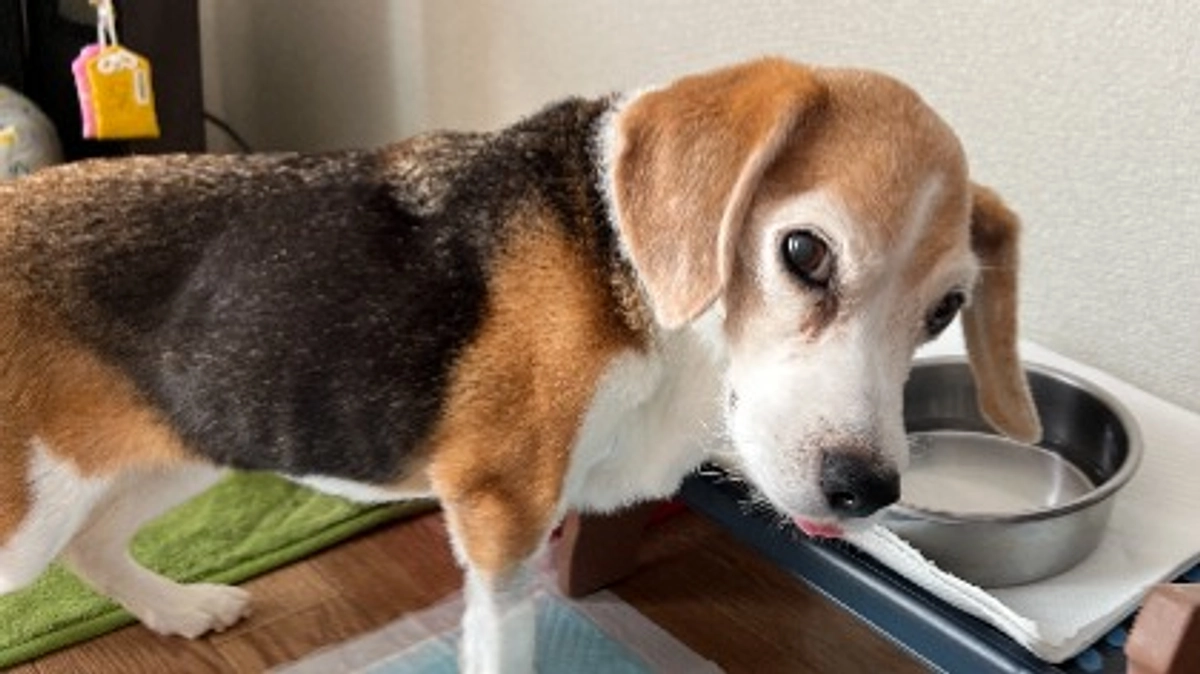 11/11 ちびっこが今現在、自発的に食べる物。