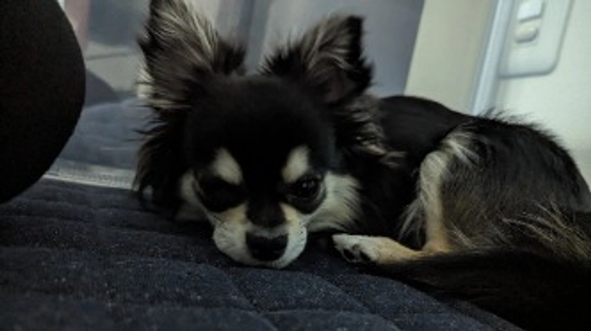 朝は5:30~6:00頃起きます🐶