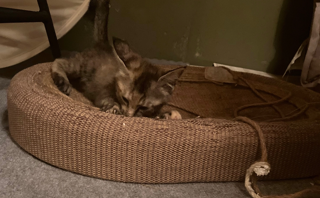 [リターン不要な方向け]応援コース1万円