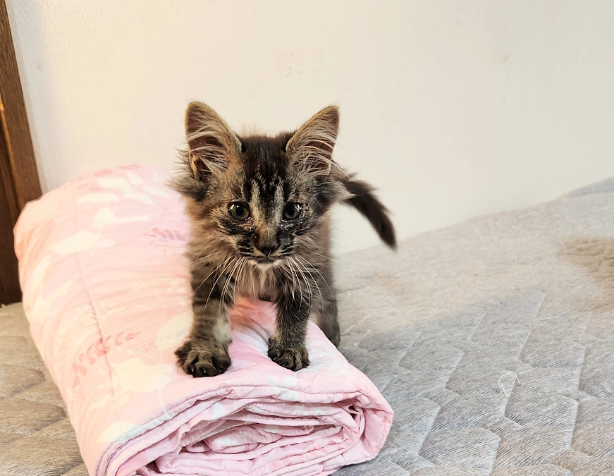 ちいさな譲渡会😊