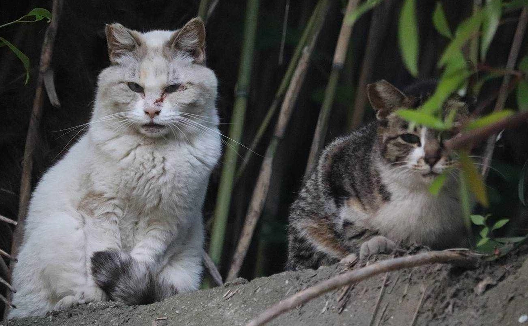 猫達の未来を応援コース