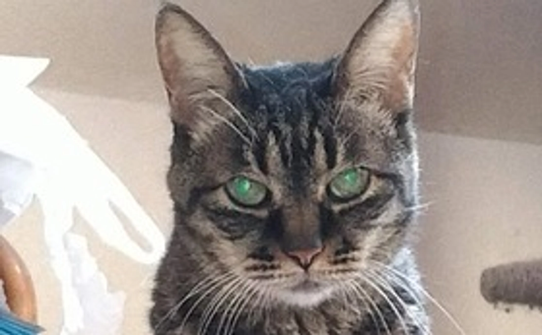 感謝のメールと写真3枚