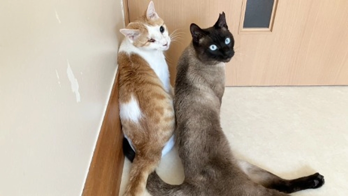 負傷猫、最後の砦となる役割