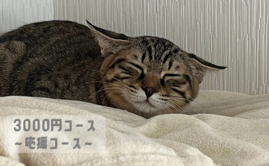 3千円｜応援コース